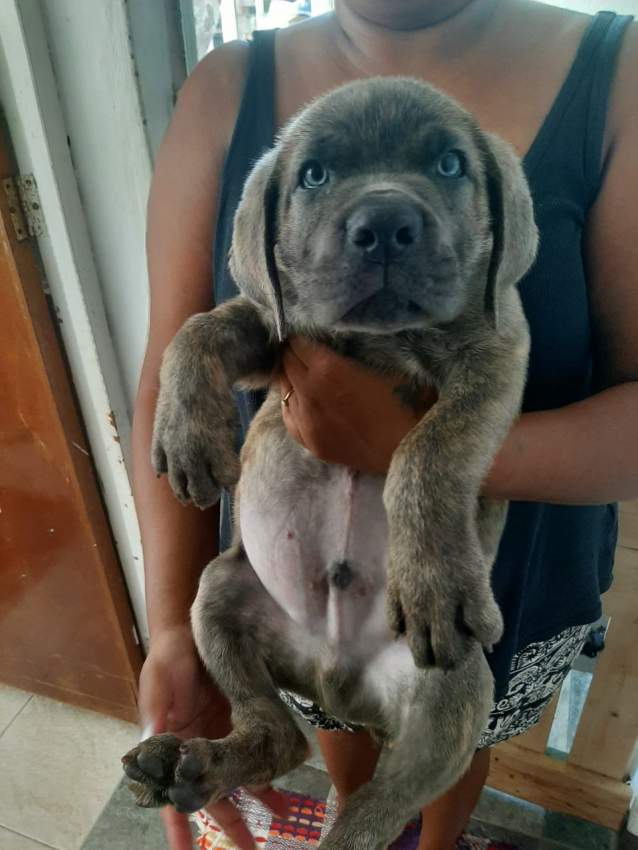 Cane corso male puppies - 0 - Dogs  on Aster Vender