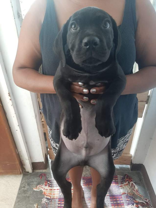 Cane corso male puppies - 1 - Dogs  on Aster Vender