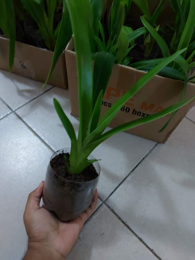 Orchid plant - 2 - Plants and Trees  on Aster Vender