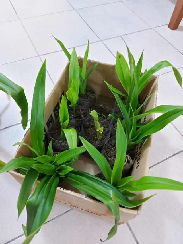 Orchid plant - 1 - Plants and Trees  on Aster Vender