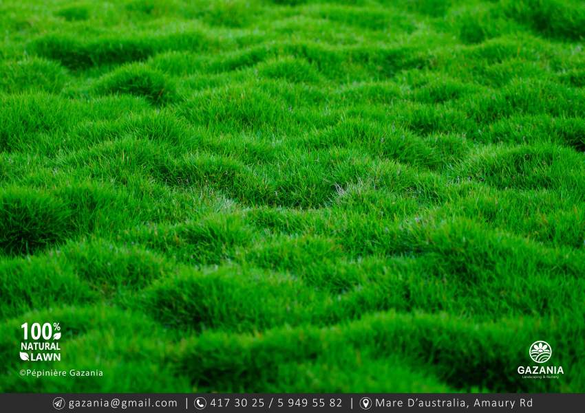 50% OFF - GOLF LAWN - 4 - Plants and Trees  on Aster Vender