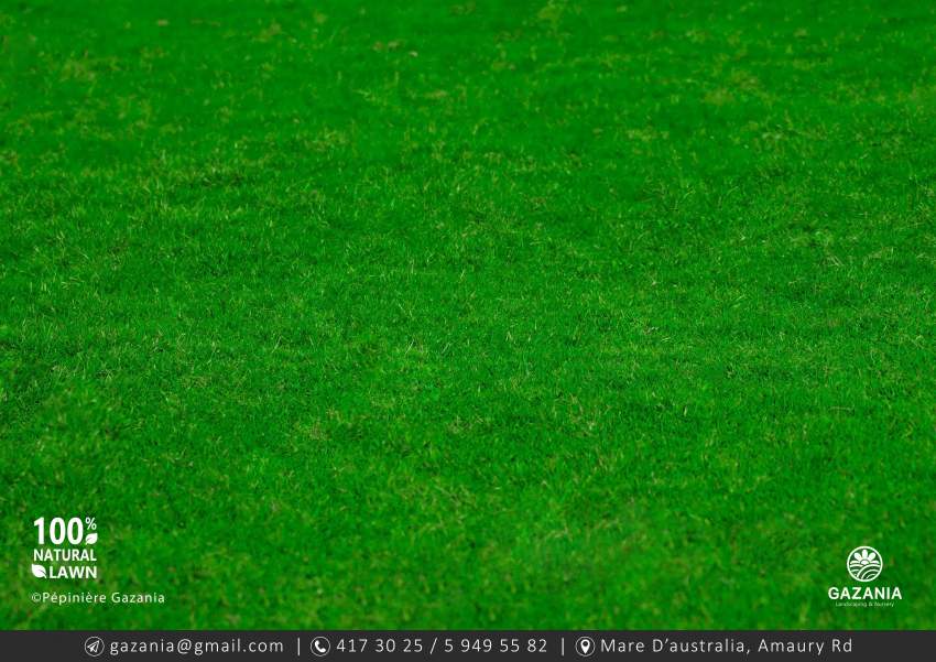 50% OFF - PASPALUM LAWN - 5 - Plants and Trees  on Aster Vender