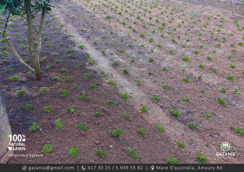 50% OFF - PASPALUM LAWN - 3 - Plants and Trees  on Aster Vender