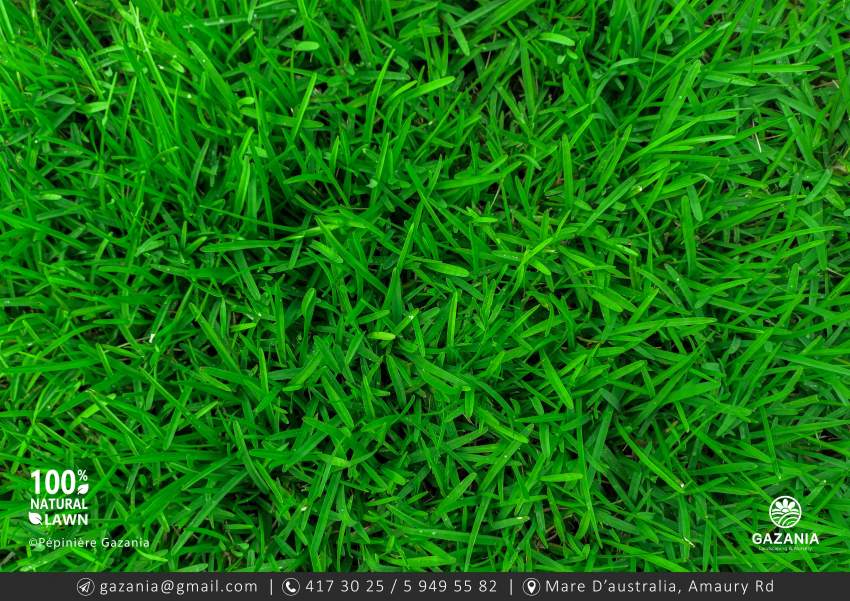 50% OFF - TIBOURIK LAWN - 2 - Plants and Trees  on Aster Vender