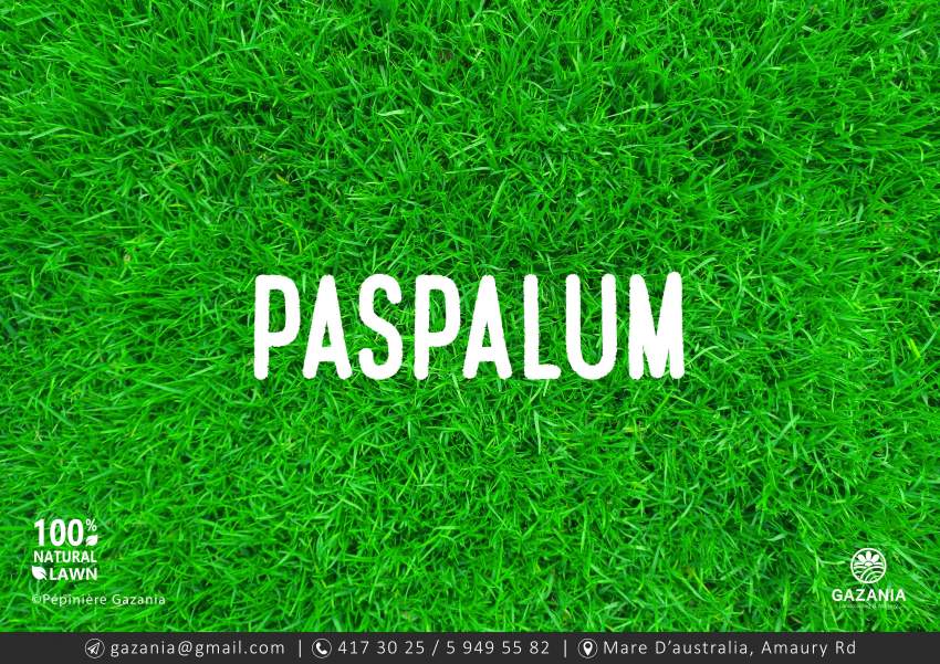 50% OFF - PASPALUM LAWN - 1 - Plants and Trees  on Aster Vender