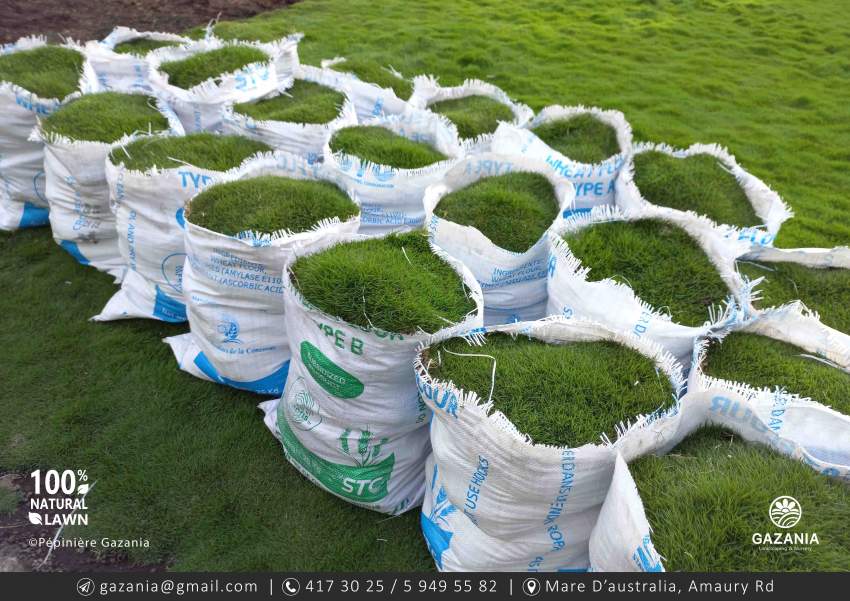 50% OFF - GOLF LAWN - 1 - Plants and Trees  on Aster Vender