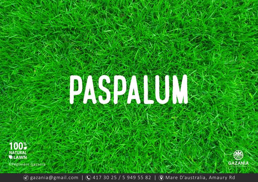 PASPALUM LAWN - 50% OFF - 1 - Plants and Trees  on Aster Vender