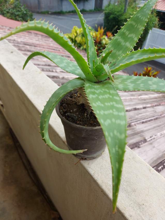 Aloe Vera Plants - 0 - Plants and Trees  on Aster Vender