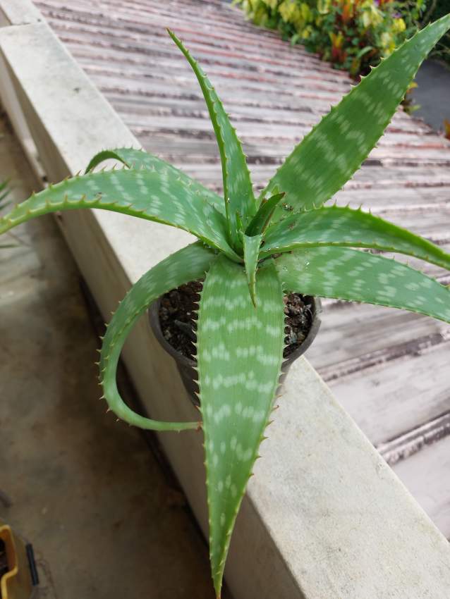Aloe Vera Plants - 1 - Plants and Trees  on Aster Vender