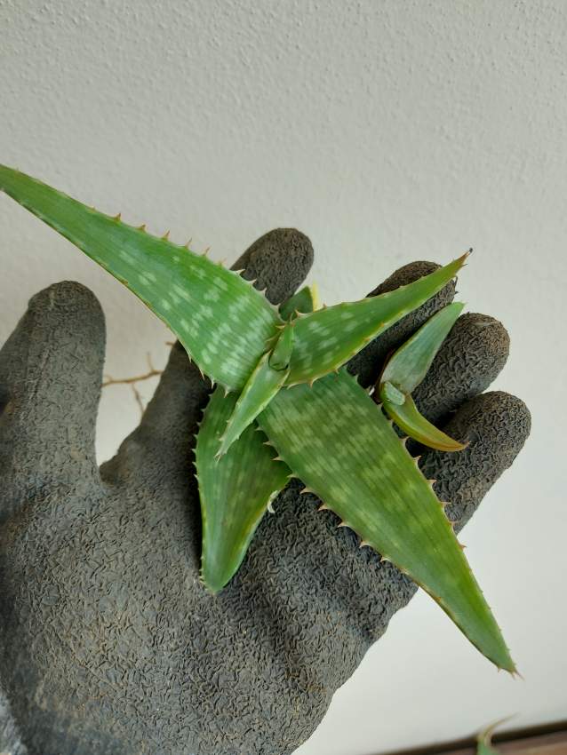 Aloe Vera Plants - 4 - Plants and Trees  on Aster Vender