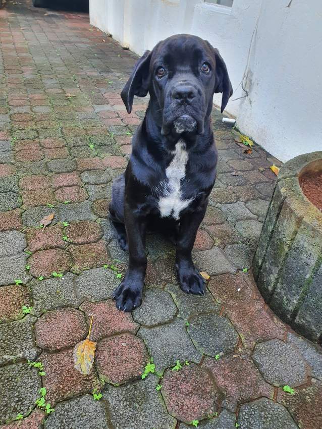 Cane corso pure breed - 0 - Dogs  on Aster Vender