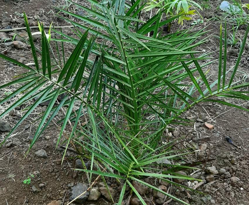 Dattier Phoenix - 4 - Plants and Trees  on Aster Vender