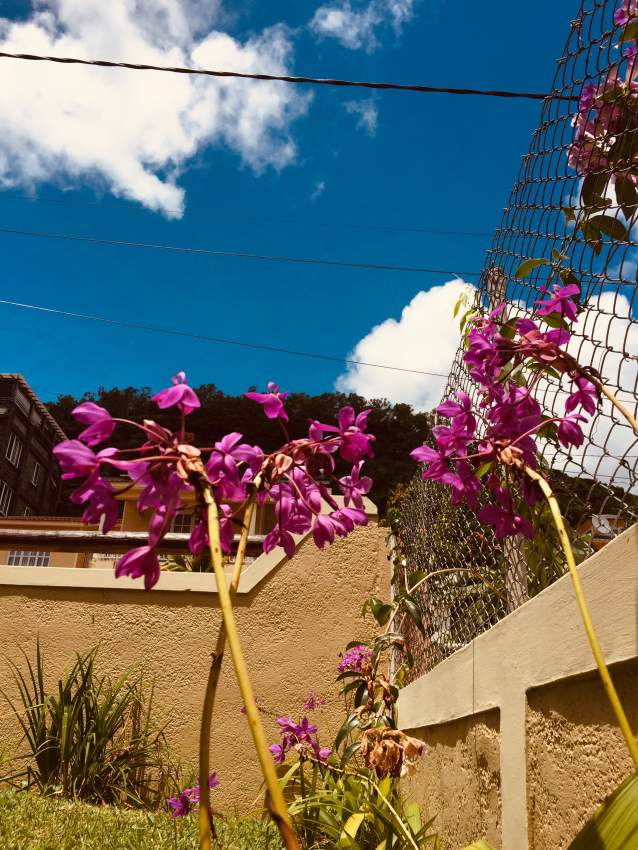 House in Sodnac - 8 - House  on Aster Vender