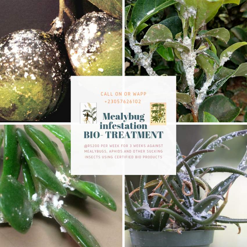 TREATMENT CONTRE LIPOU BLANC - 0 - Other services  on Aster Vender