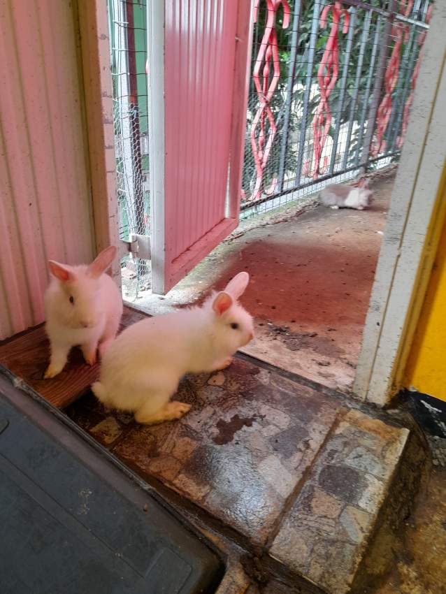 Baby rabbits for sale