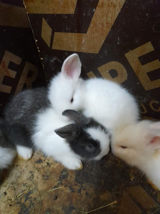 Baby rabbits for sale - 1 - Rabbit  on Aster Vender