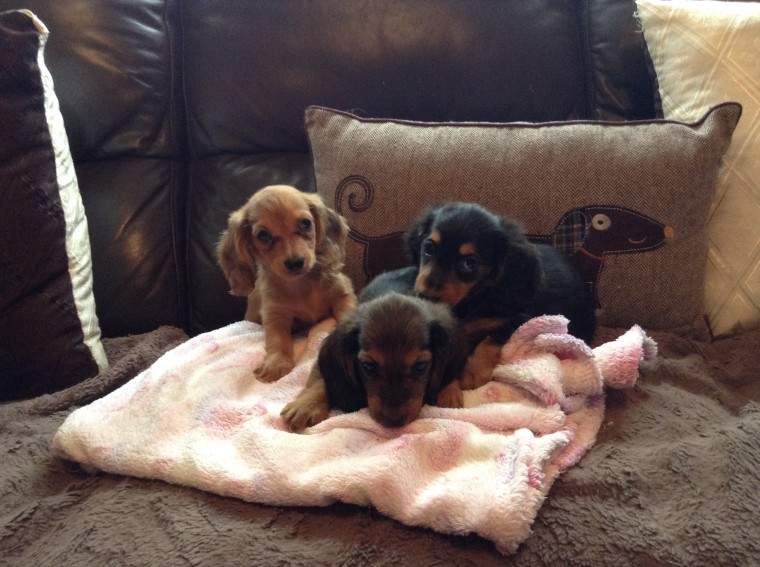 Georgeous Miniature Smooth Haired Dachshund on Aster Vender