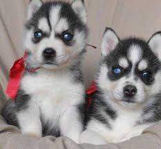 Siberian Husky Puppies With Excellent Pedigree - 0 - Dogs  on Aster Vender