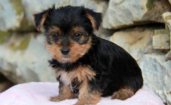 Male Yorkie Teacup Size - 0 - Dogs  on Aster Vender