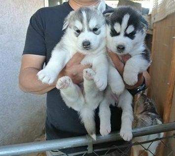 Siberian husky puppies - 0 - Dogs  on Aster Vender