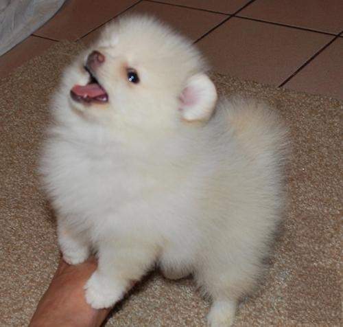 Charming Pomeranian Puppies - 0 - Dogs  on Aster Vender