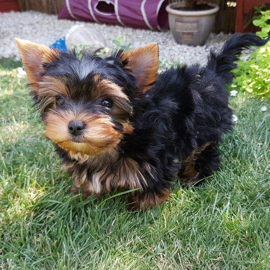 Beautiful yorkie puppys - 0 - Dogs  on Aster Vender