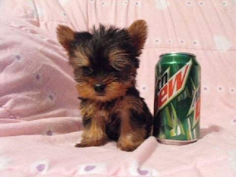 Teacup Yorkie Puppies for sale - 0 - Dogs  on Aster Vender