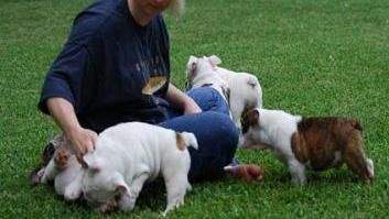 Akc Registered Pure Breed English Bulldog puppies on Aster Vender