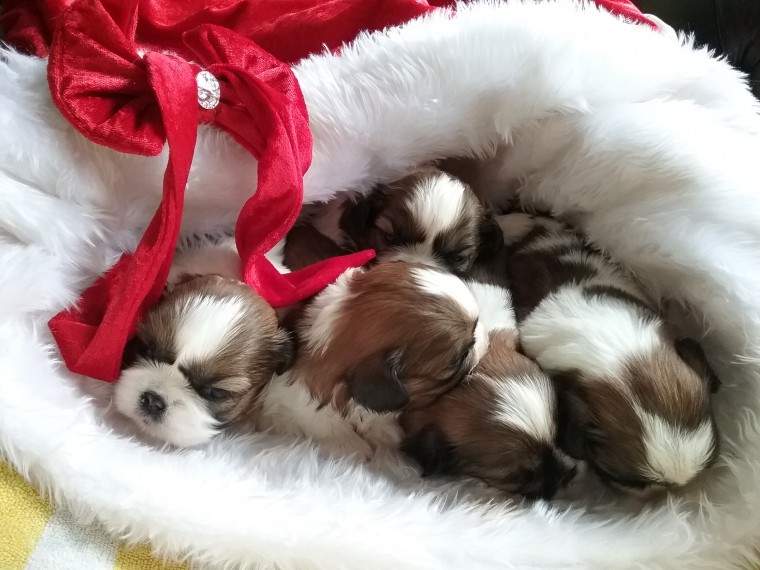 Adorable Little Kc Reg Shih Tzu Puppies - 0 - Dogs  on Aster Vender