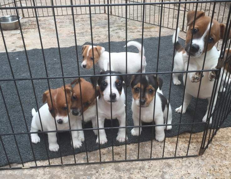 Adorable Little Jack Russell Puppies - 0 - Dogs  on Aster Vender