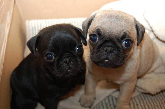 male and female pug puppies available on Aster Vender