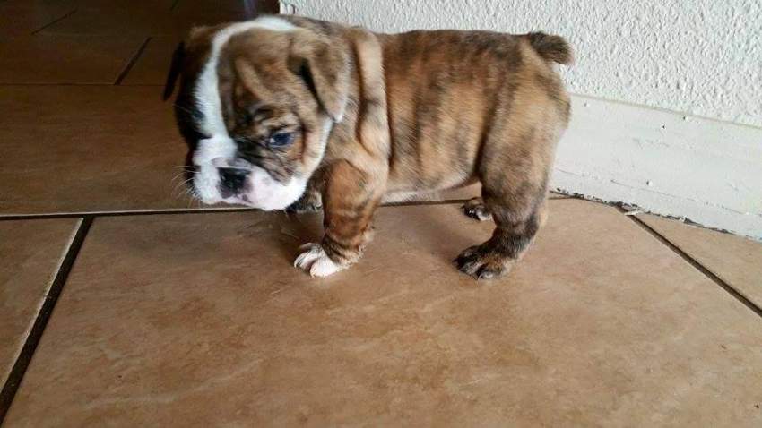 Old English Bulldog Puppies for sale - 0 - Dogs  on Aster Vender