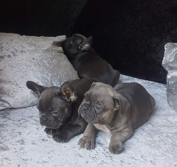 Adorable blue brindle boy & girl French Bulldog pupps. - 0 - Dogs  on Aster Vender