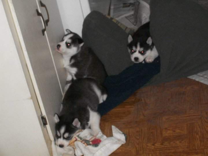 3 Siberian husky puppies for urgent give out.( adoption) - 0 - Dogs  on Aster Vender