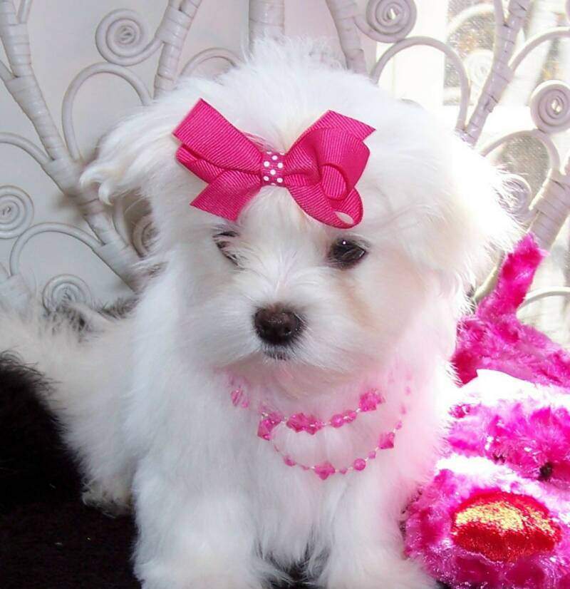 Home trained Maltese puppies for sale. on Aster Vender