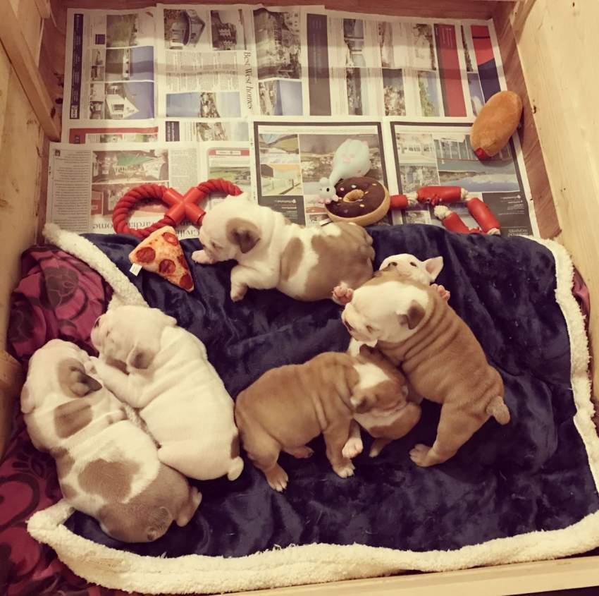 Beautiful red and white English bulldog puppies - 0 - Dogs  on Aster Vender