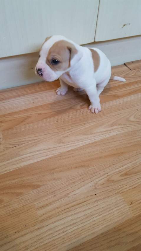 Champion Bloodline American Bulldog Puppies - 0 - Dogs  on Aster Vender