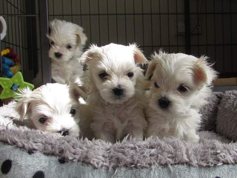MALTESE PUPPIES READY - 0 - Dogs  on Aster Vender