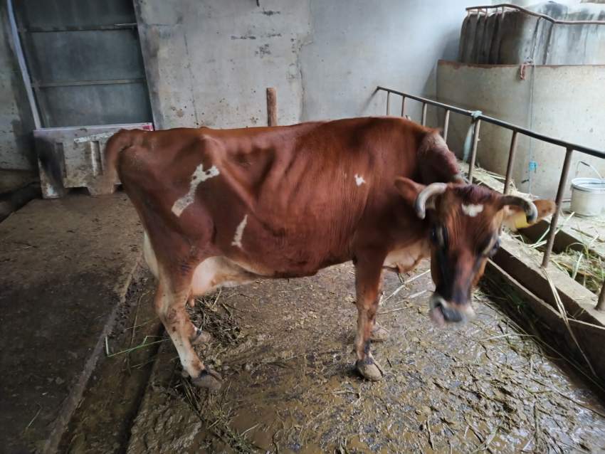 Cow for sale - 0 - Other Animals  on Aster Vender