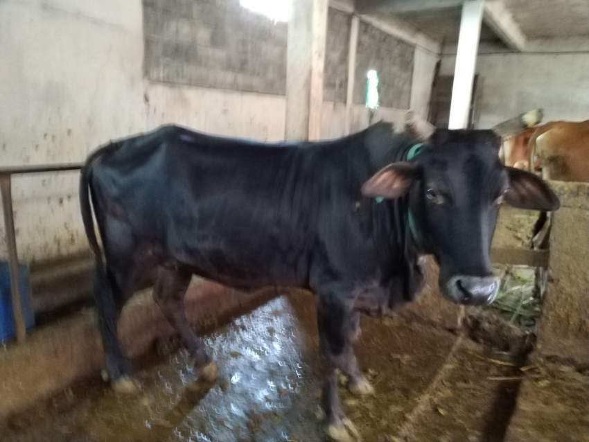 Cow for sale - 0 - Other Animals  on Aster Vender