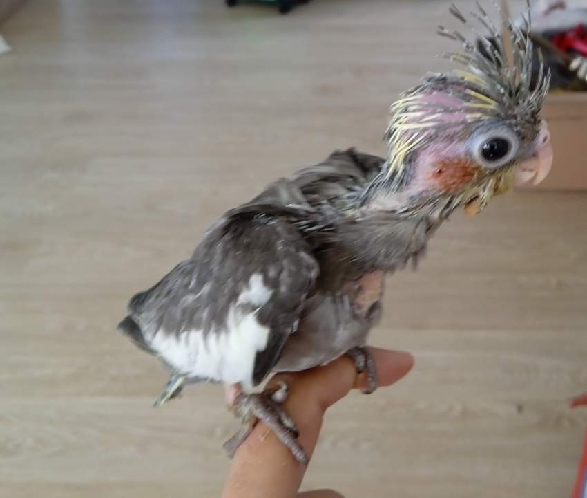 Handfed Baby Cockatiel - 0 - Birds  on Aster Vender