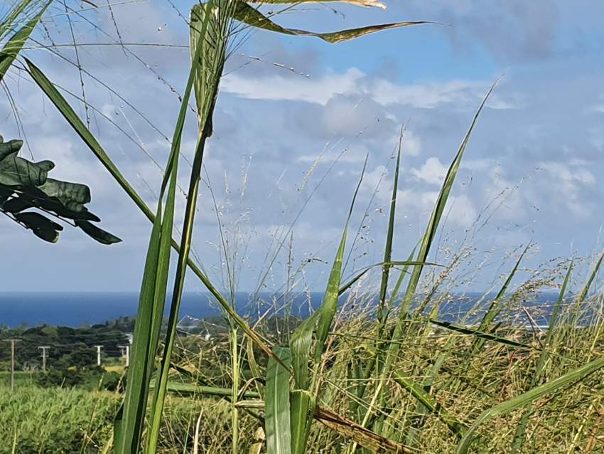 Agricultural land - 2 - Land  on Aster Vender