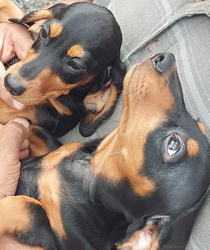 Teckel puppies on Aster Vender