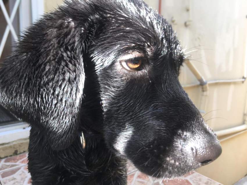 Pure Breed Lab 6 months - 1 - Dogs  on Aster Vender