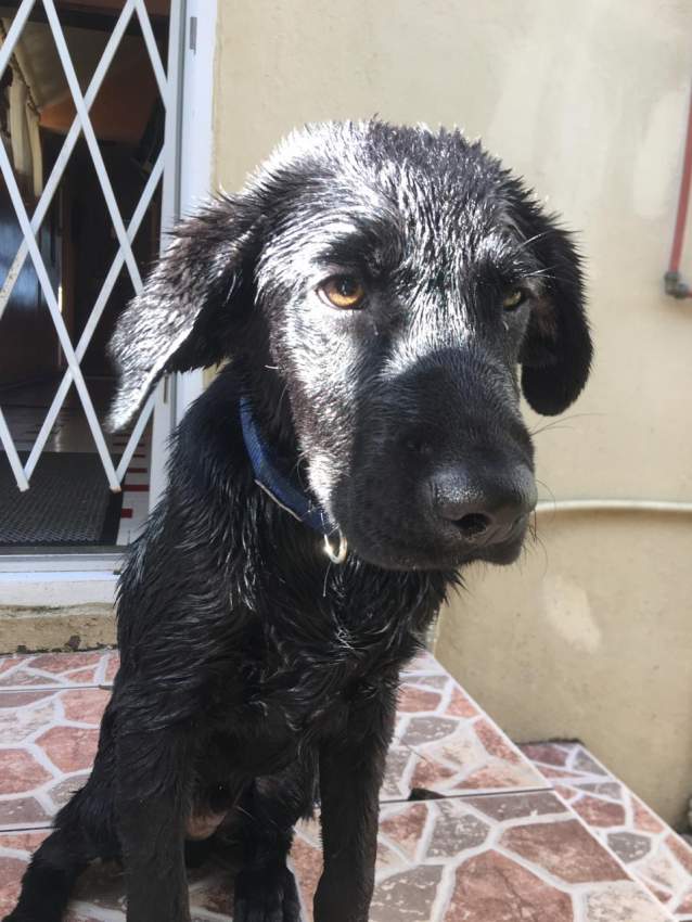 Pure Breed Lab 6 months - 0 - Dogs  on Aster Vender