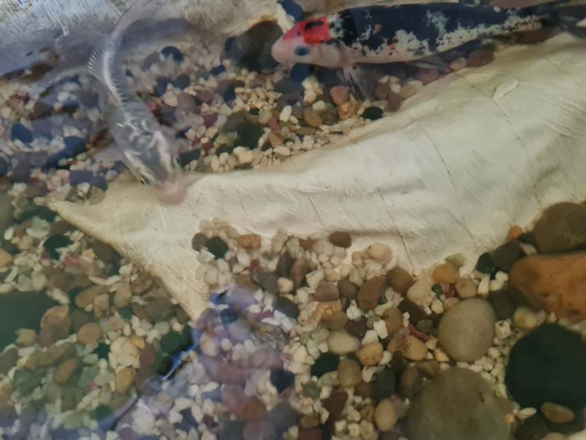 Koi fish - 2 -  Aquarium fish  on Aster Vender