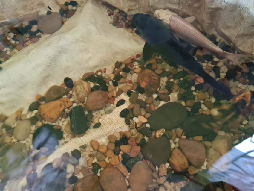 Koi fish - 1 -  Aquarium fish  on Aster Vender