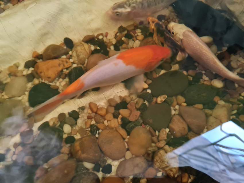 Koi fish - 0 -  Aquarium fish  on Aster Vender