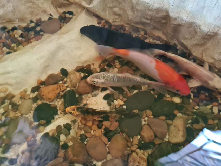 Koi fish - 3 -  Aquarium fish  on Aster Vender