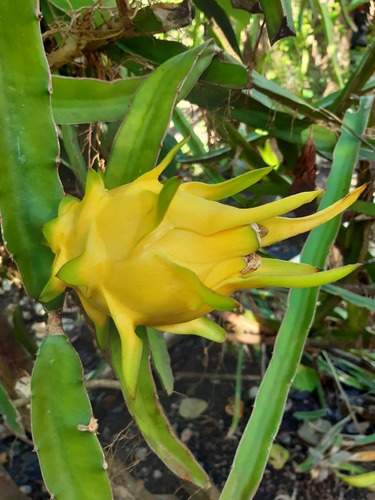 Dragon fruits plant yellow, red, purple, white - 0 - Plants and Trees  on Aster Vender